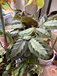 Prayer Plant