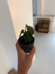 Prayer Plant (Calathea / Maranta)