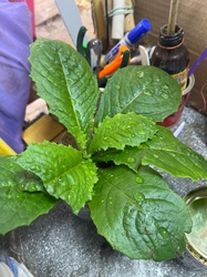 Prickly Elephant's Foot
