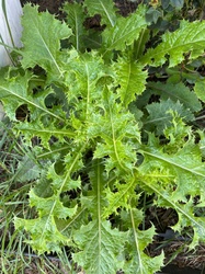 Prickly Lettuce