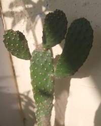 Prickly Pear Cactus
