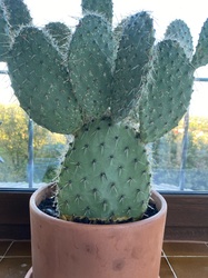Prickly Pear Cactus