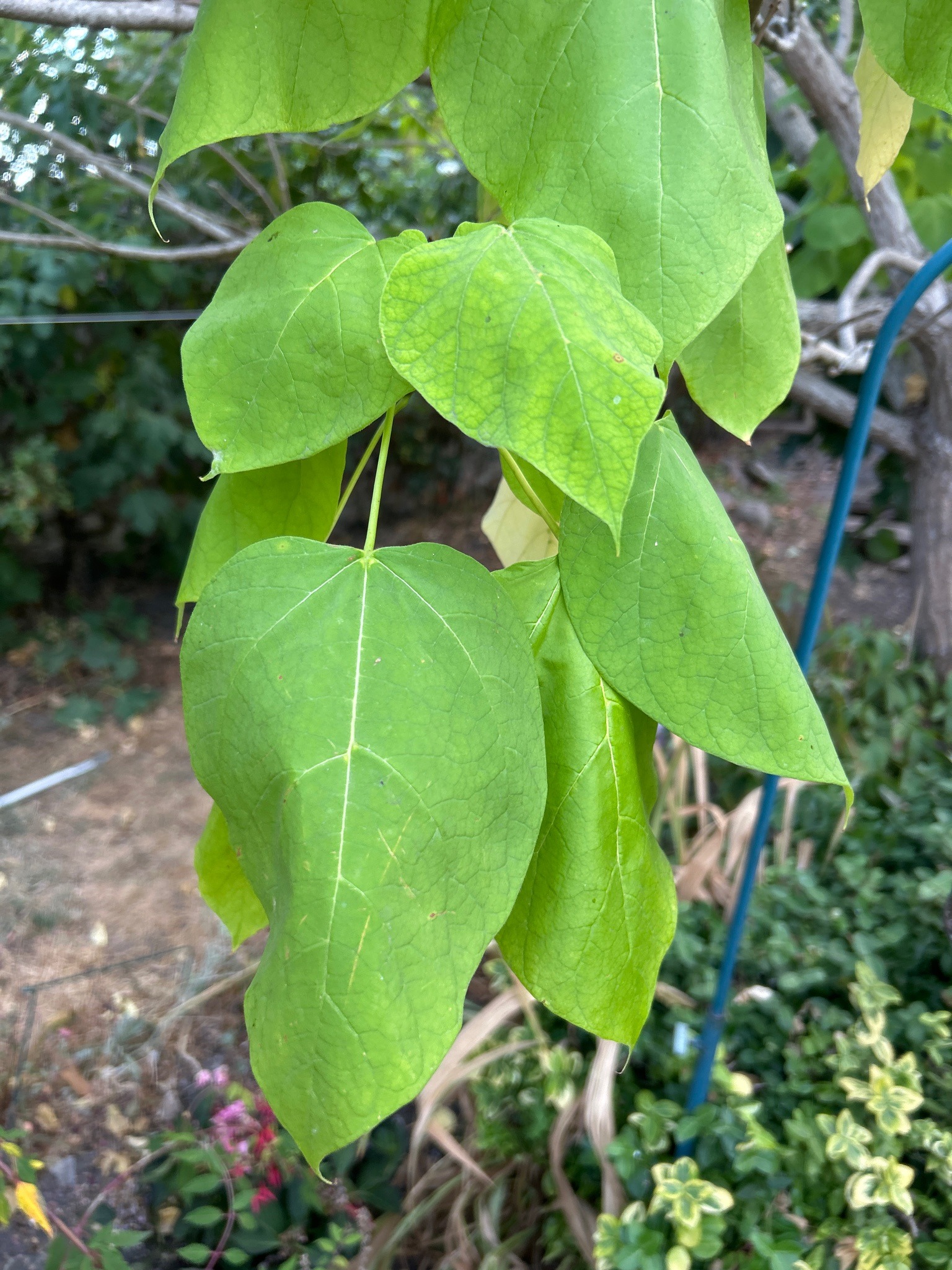 Princess Tree