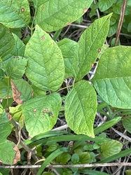 Pueraria lobata