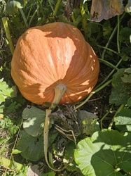 Pumpkin