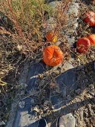 Pumpkin