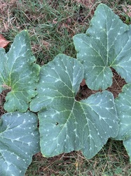 Pumpkin