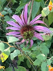 Purple Coneflower