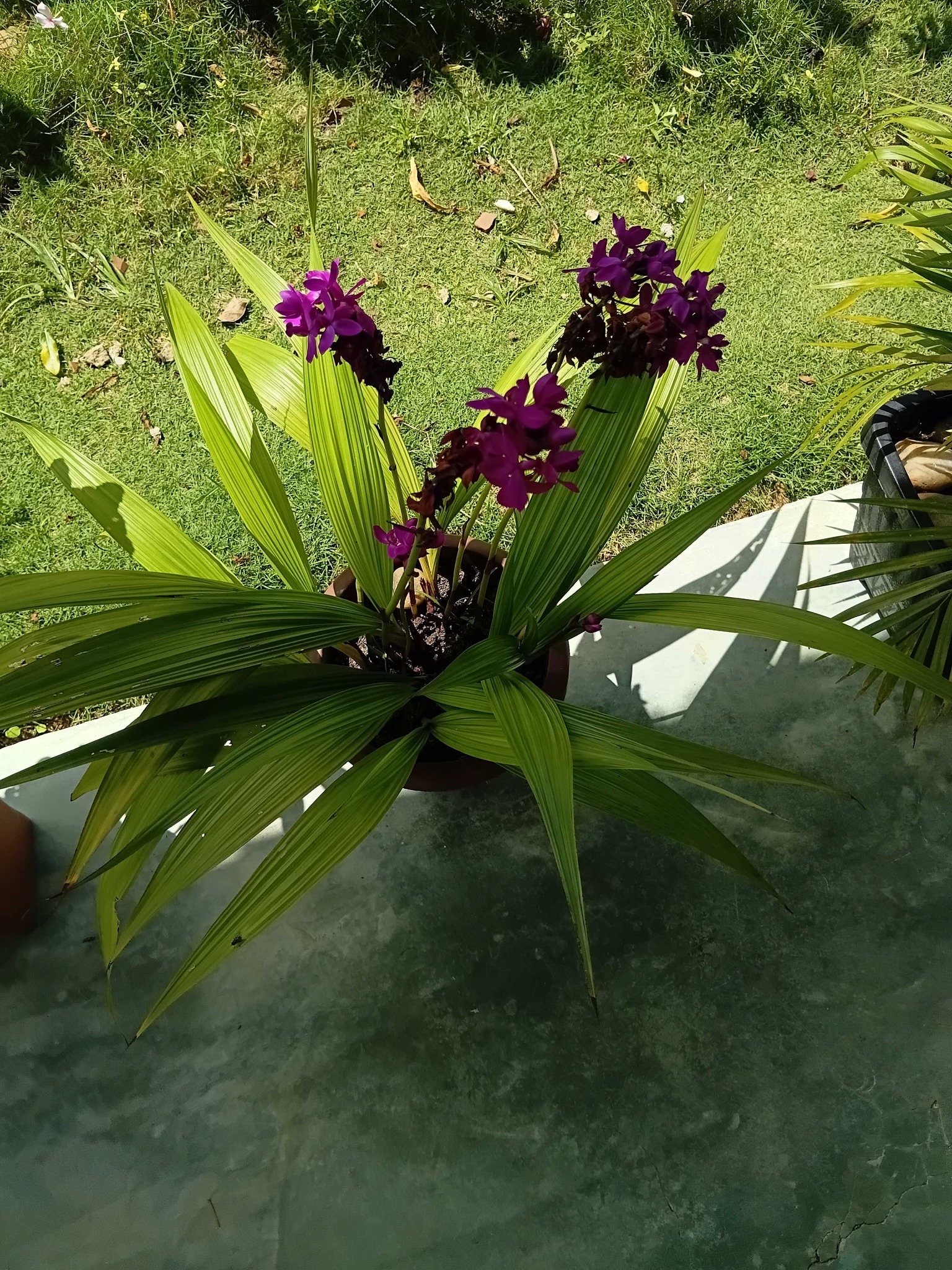 Purple Ground Orchid