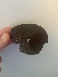 Purple Leaf Plum