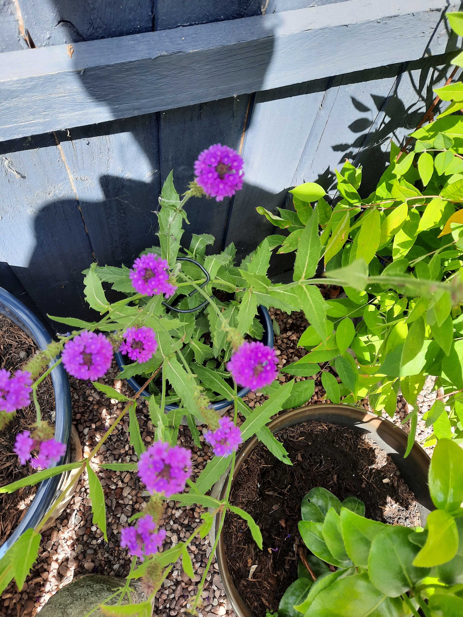 Purpletop Vervain