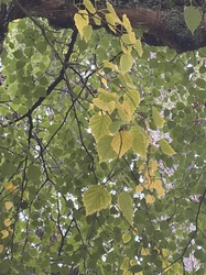 Quaking Aspen