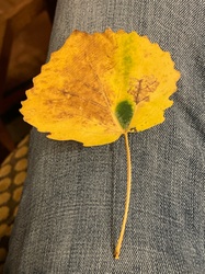 Quaking Aspen