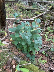 Quaking Aspen (sucker shoots)