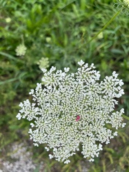 Queen Anne's lace