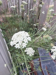 Queen Anne's lace