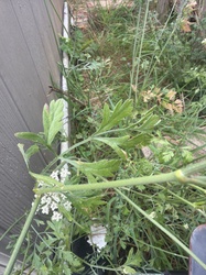 Queen Anne's lace