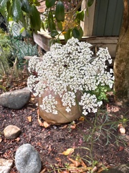 Queen Anne's Lace