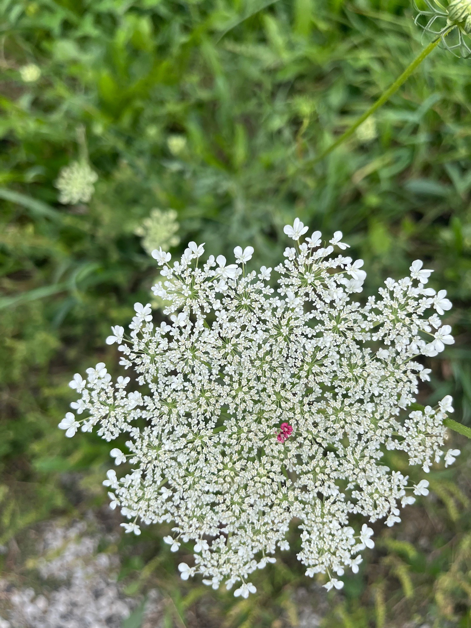 Queen Anne's lace