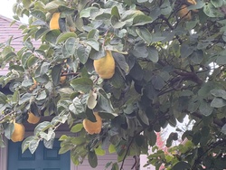 Quince