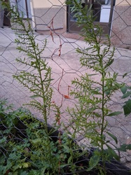 Ragweed