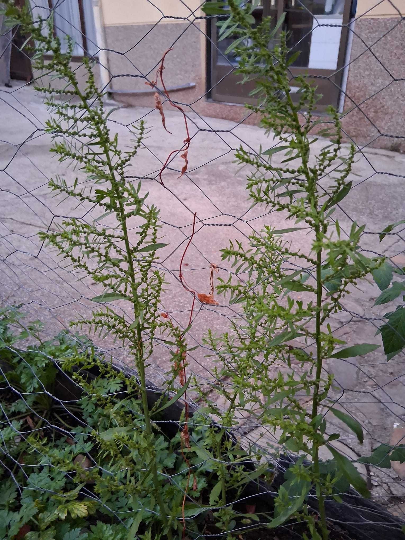 Ragweed