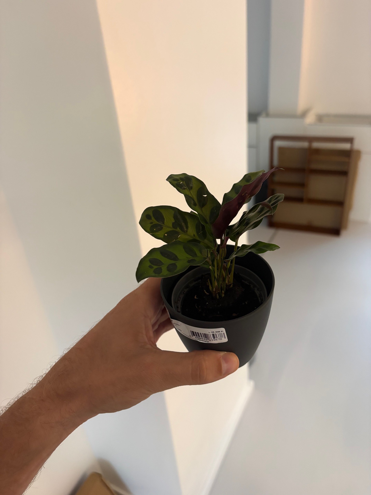 Rattlesnake Plant