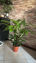 Rattlesnake Plant (also known as Calathea lancifolia)