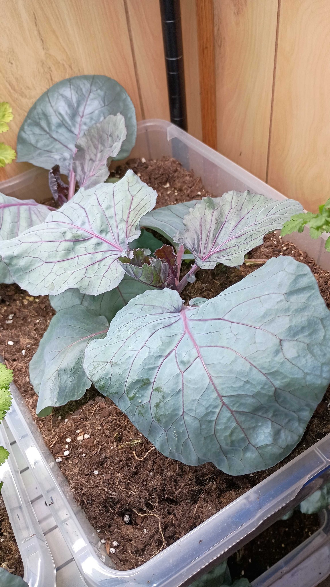 Red Cabbage