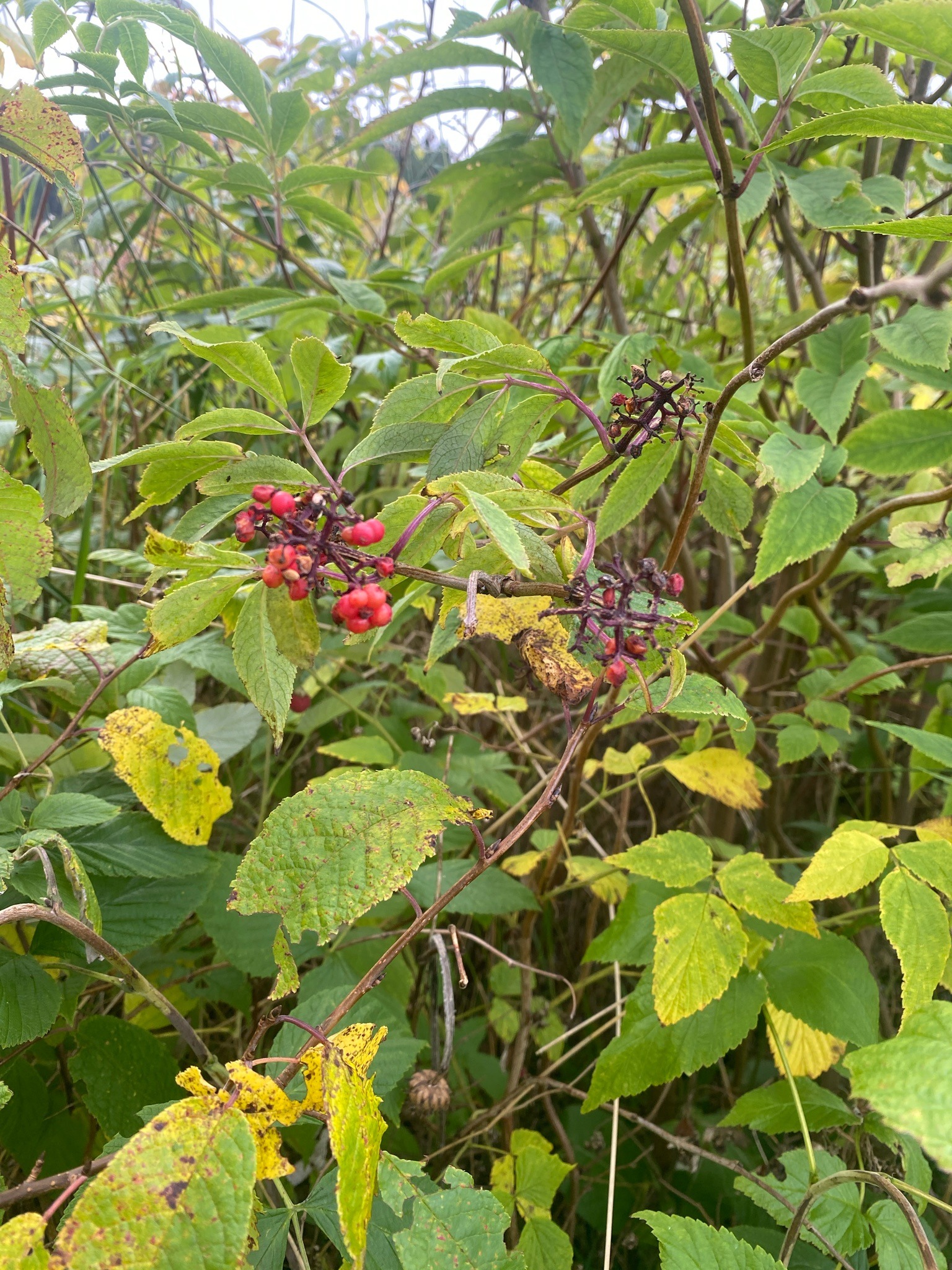 Red Elderberry