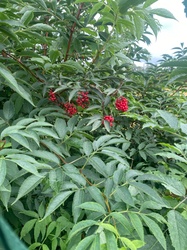 Red Elderberry