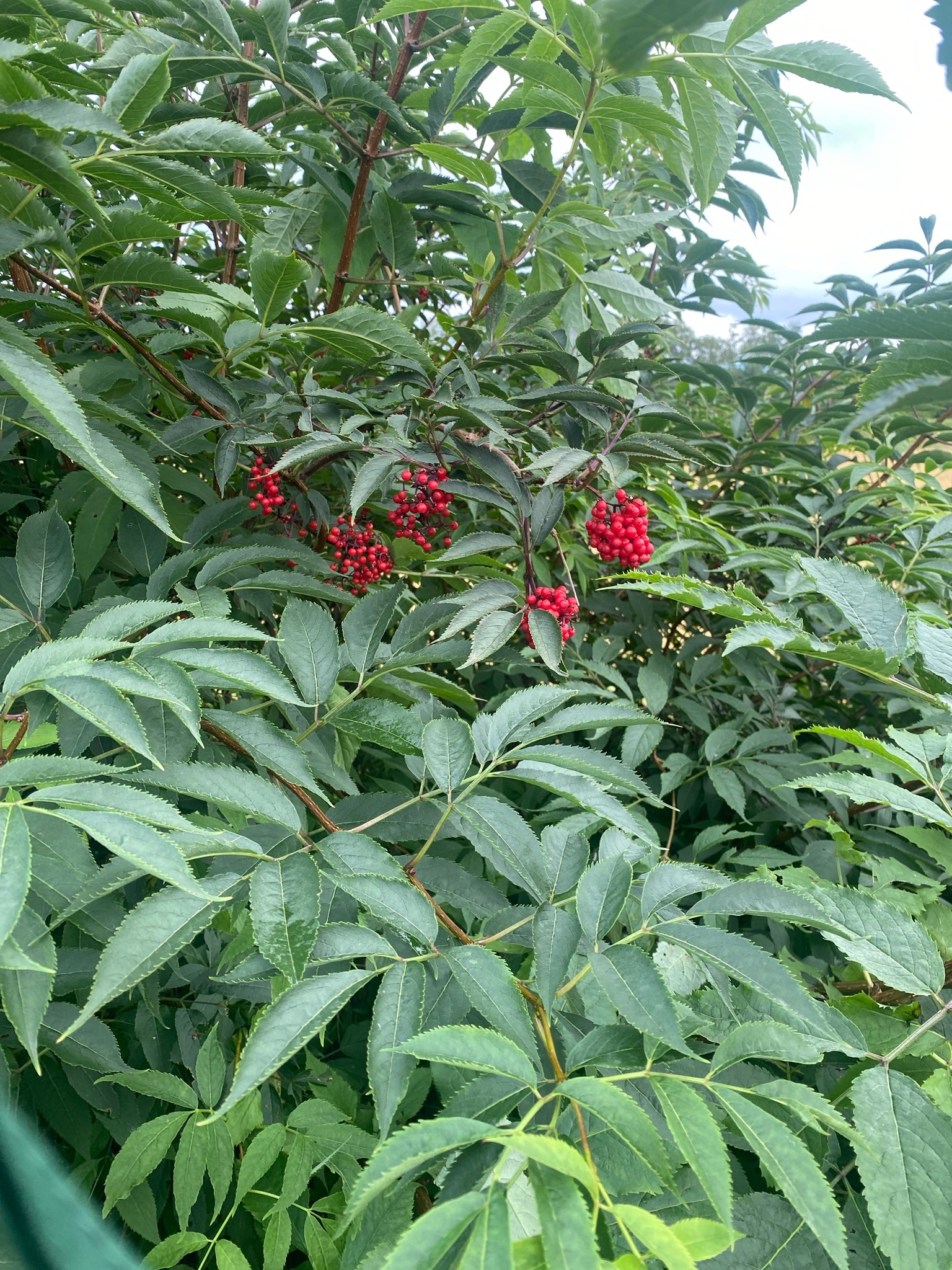 Red Elderberry