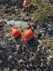 Red Kuri Squash