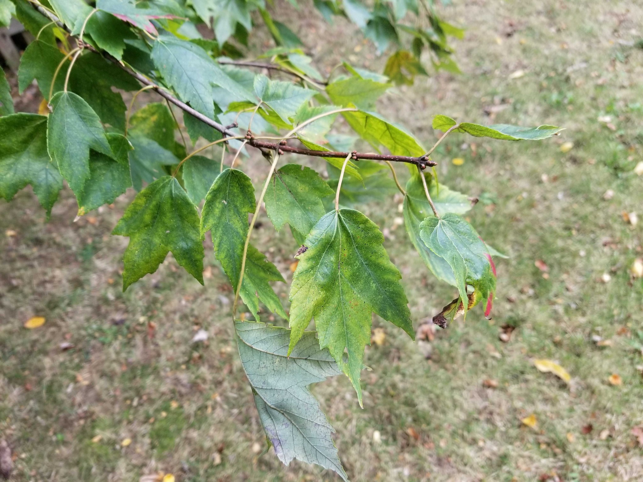 Red Maple