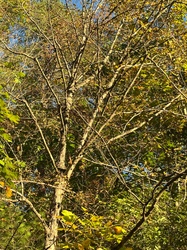 Red Maple
