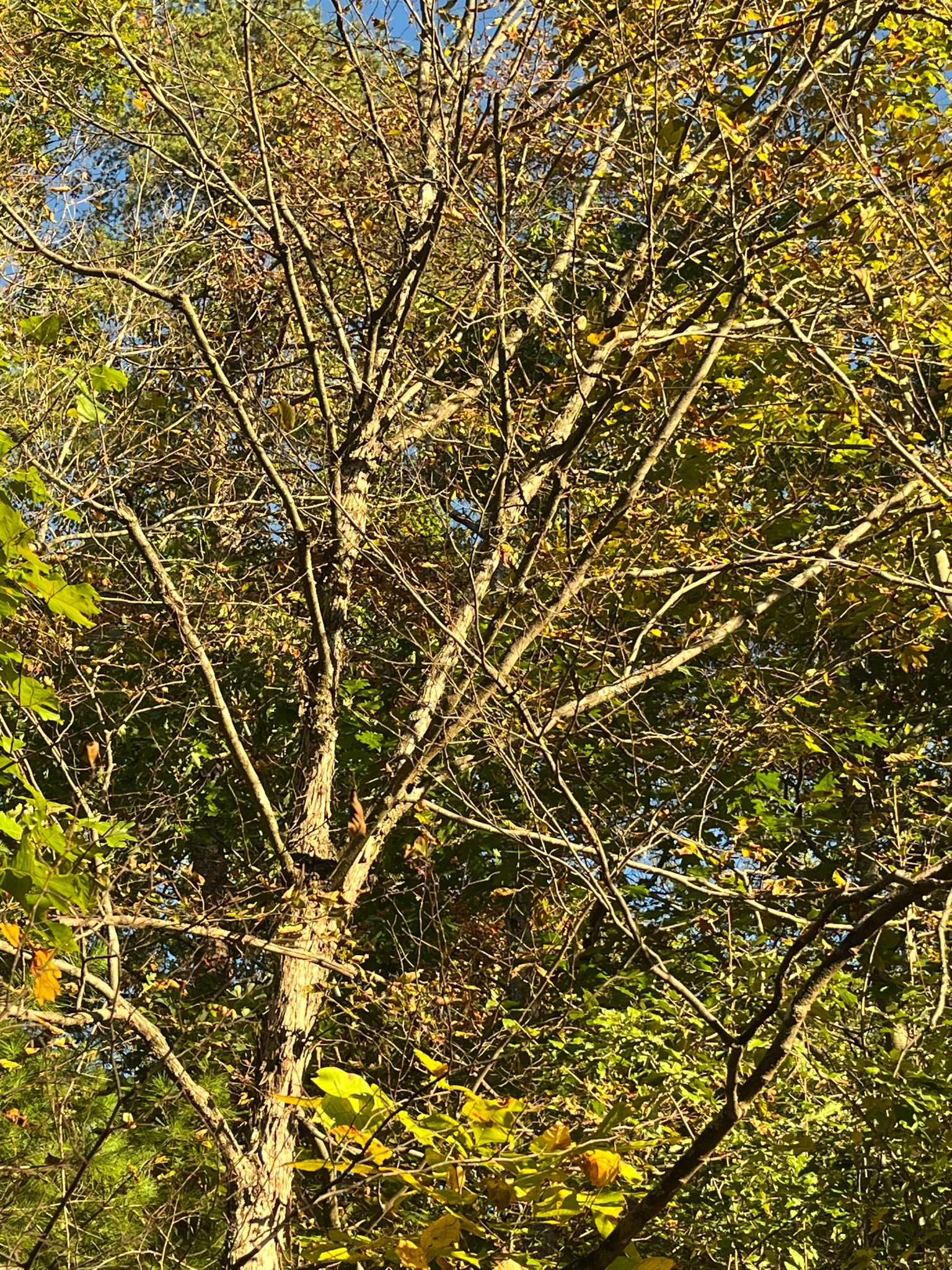 Red Maple