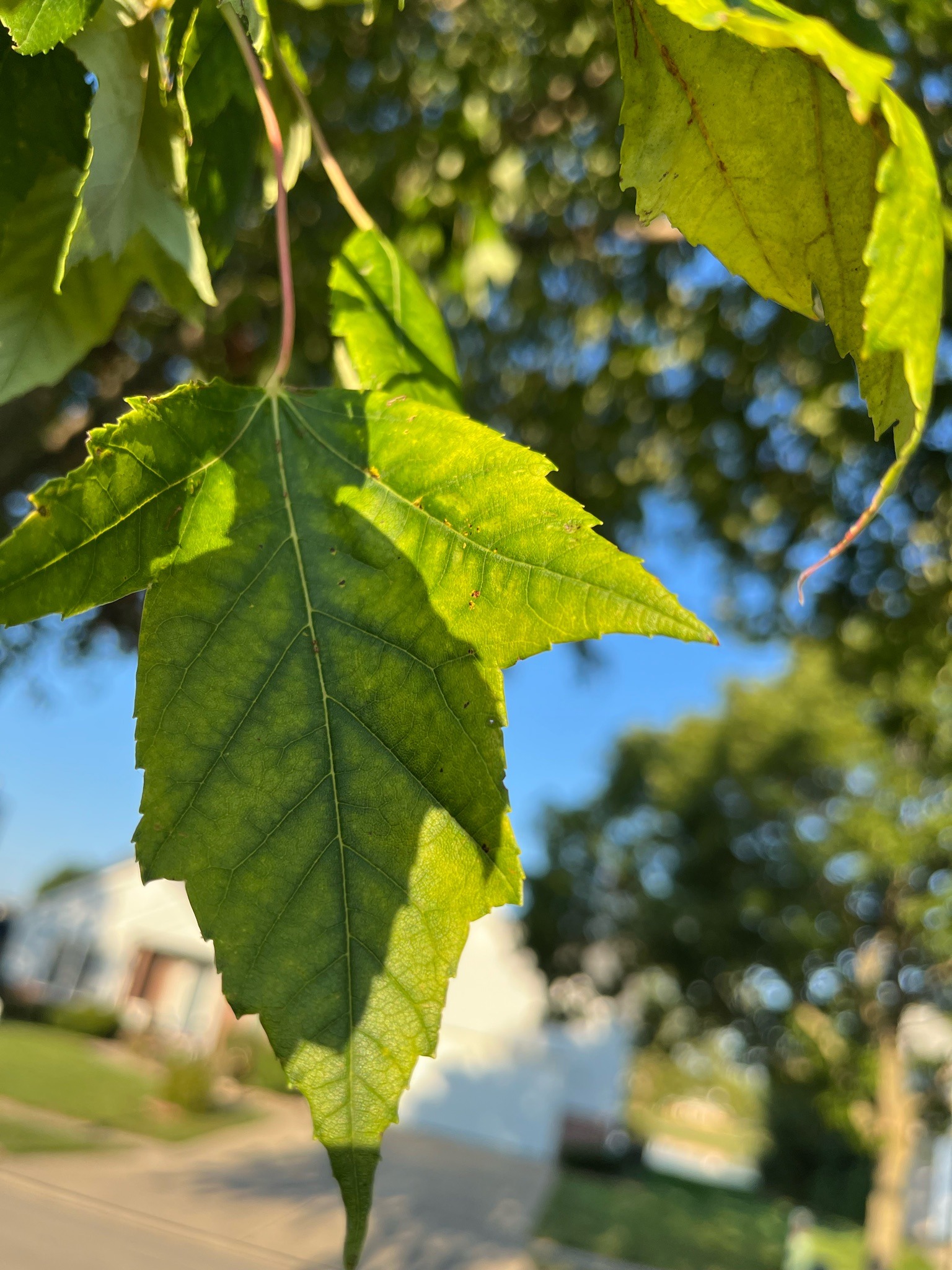 Red Maple