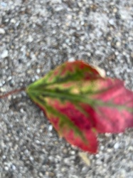 Red Maple (fallen leaf)