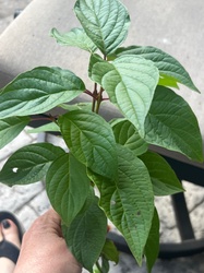 Red Osier Dogwood