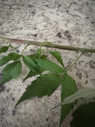 Red Raspberry
