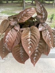 Red Ripple Peperomia