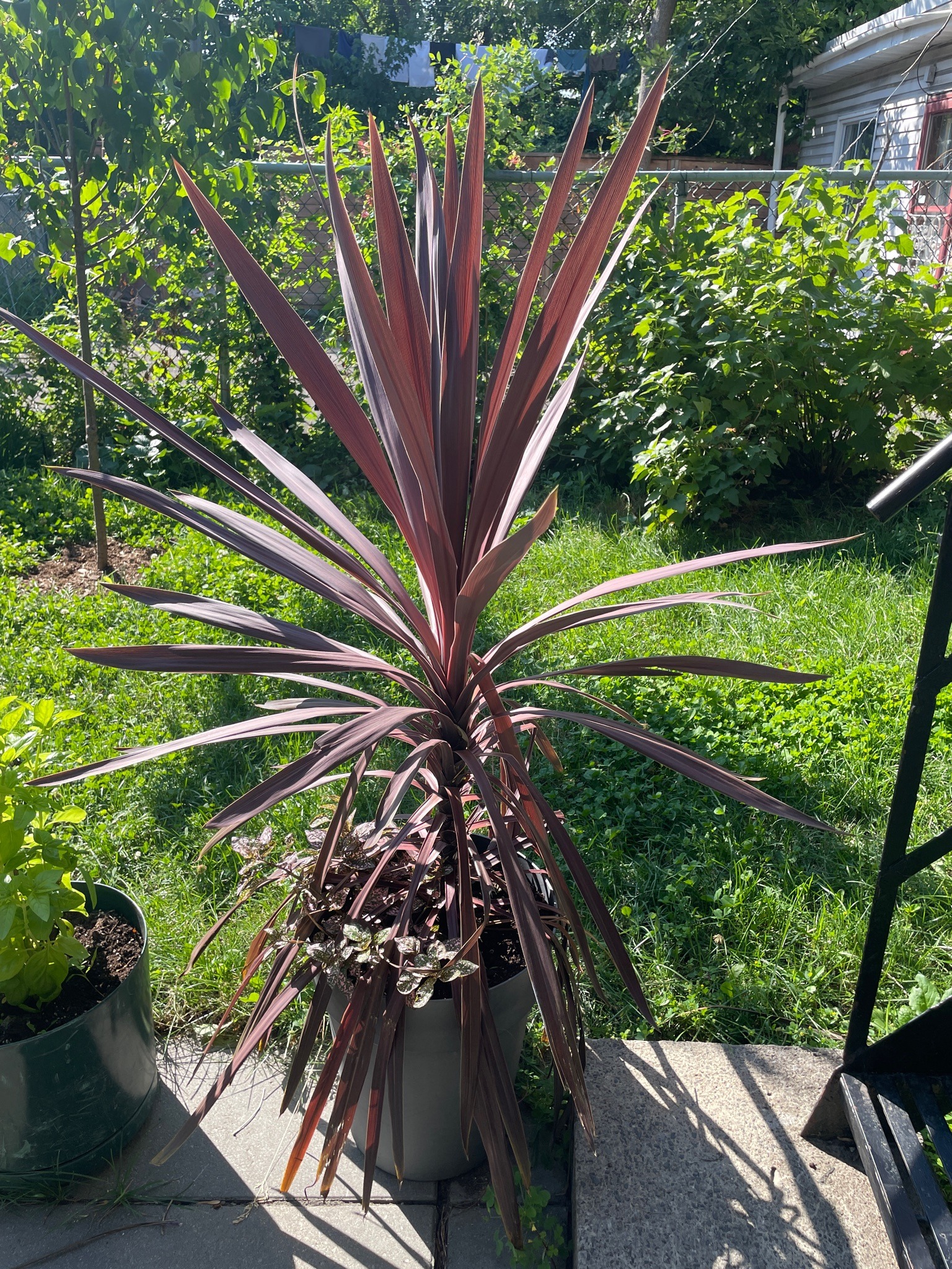 Red Sensation Cordyline