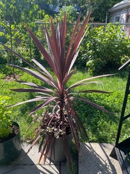 Red Sensation Cordyline