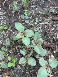Redroot Pigweed