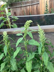 Redroot Pigweed