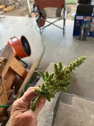 Redroot Pigweed