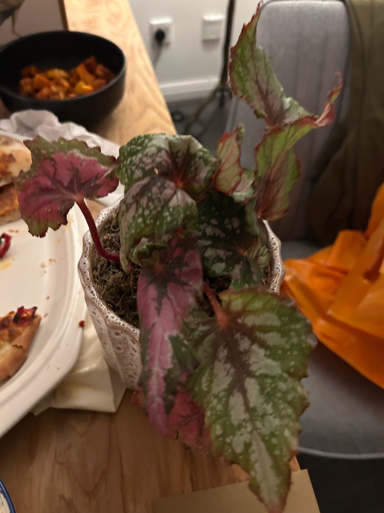 Rex Begonia