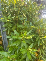 Rhododendron