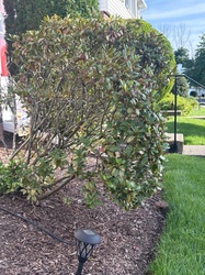 Rhododendron