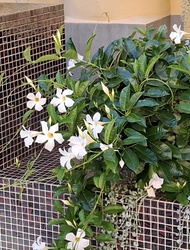 Rocktrumpet